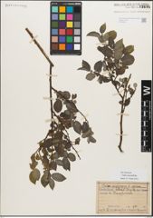 Foto von Salix myrsinifolia Salisb.
